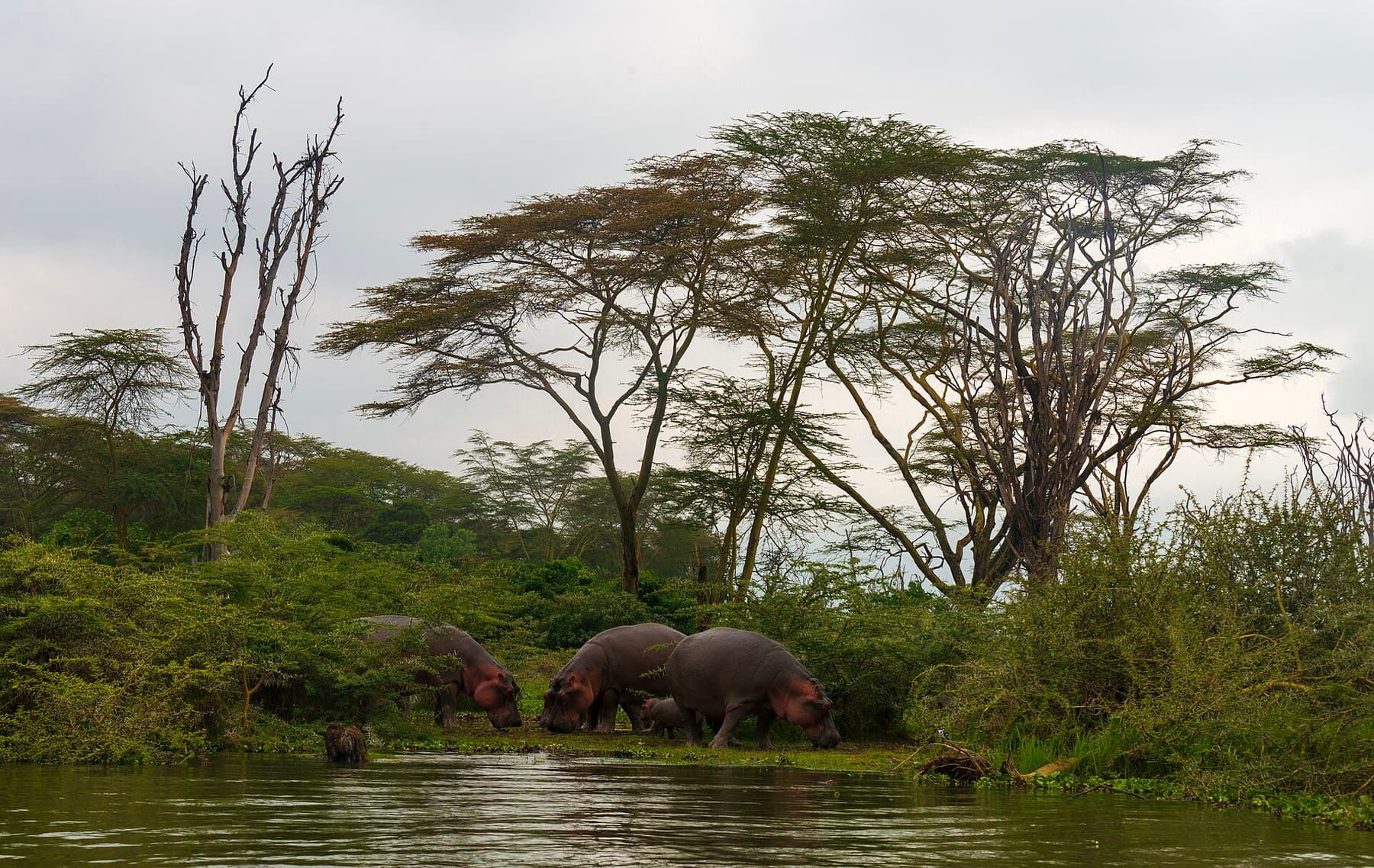 Hippos beneath acacia trees on the Lake Naivasha shore