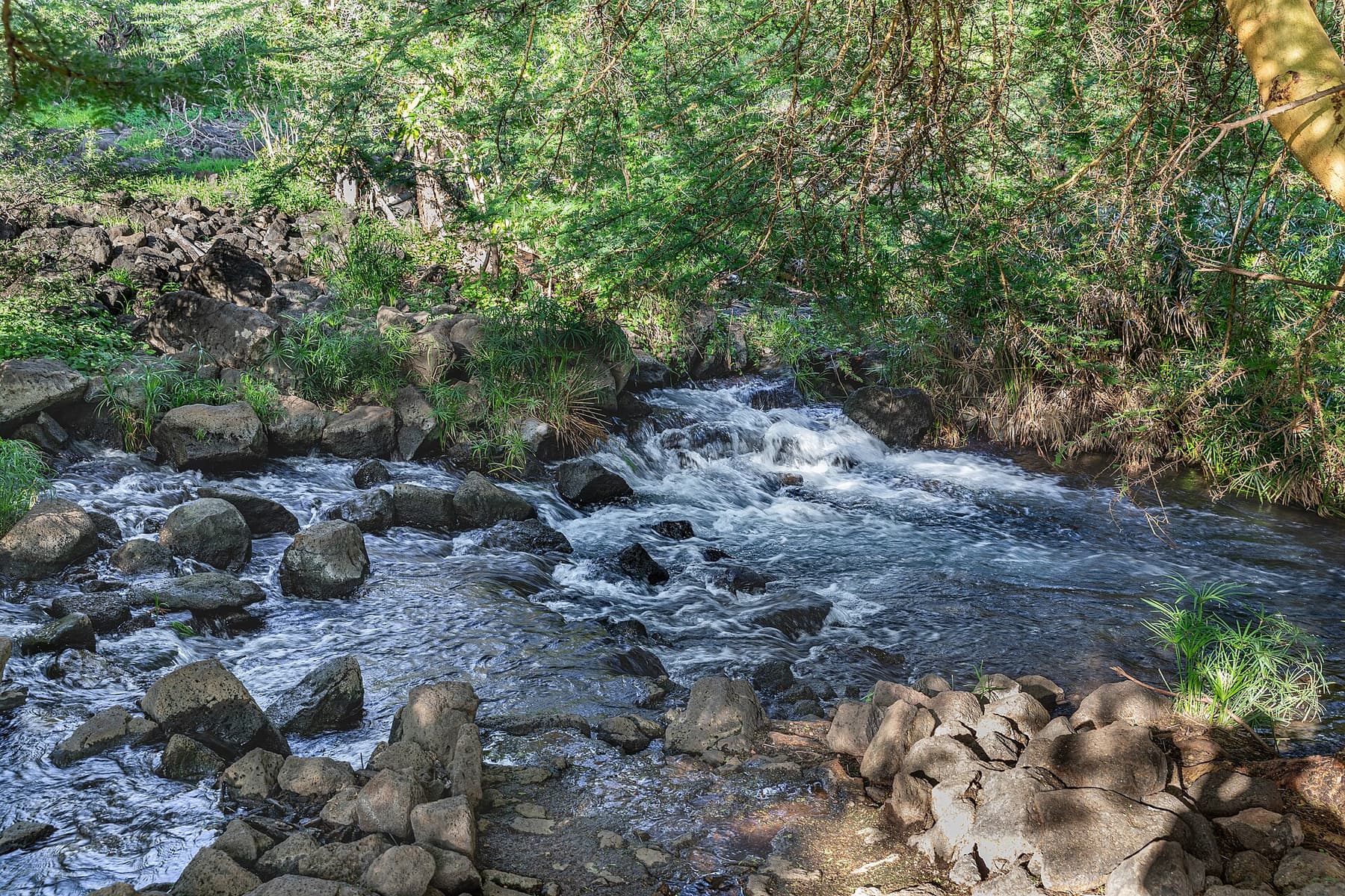 The filtered volcanic spring pools of Mzima Springs