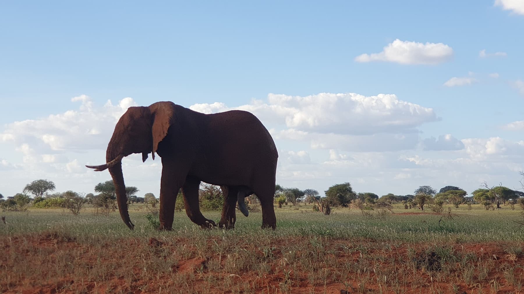 A large bull elephant walking through the bush in Tsavo East